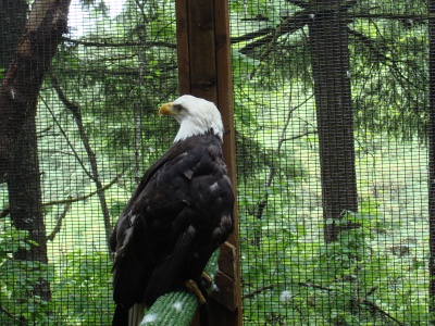 A hapless bald eagle at the Raptor Center. This was a wonderful place, and we ended up hanging around the birds for close to three hours.